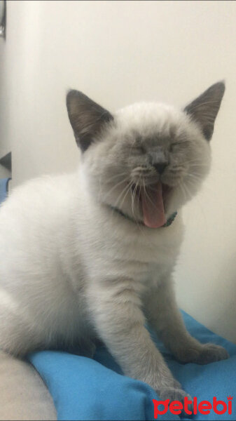 British Shorthair, Kedi  Sütlaç fotoğrafı