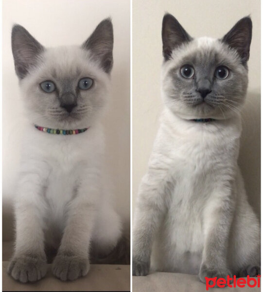 British Shorthair, Kedi  Sütlaç fotoğrafı