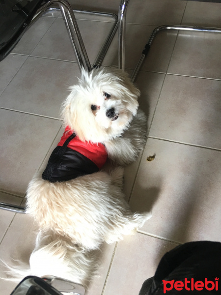 Maltese, Köpek  Sezar fotoğrafı
