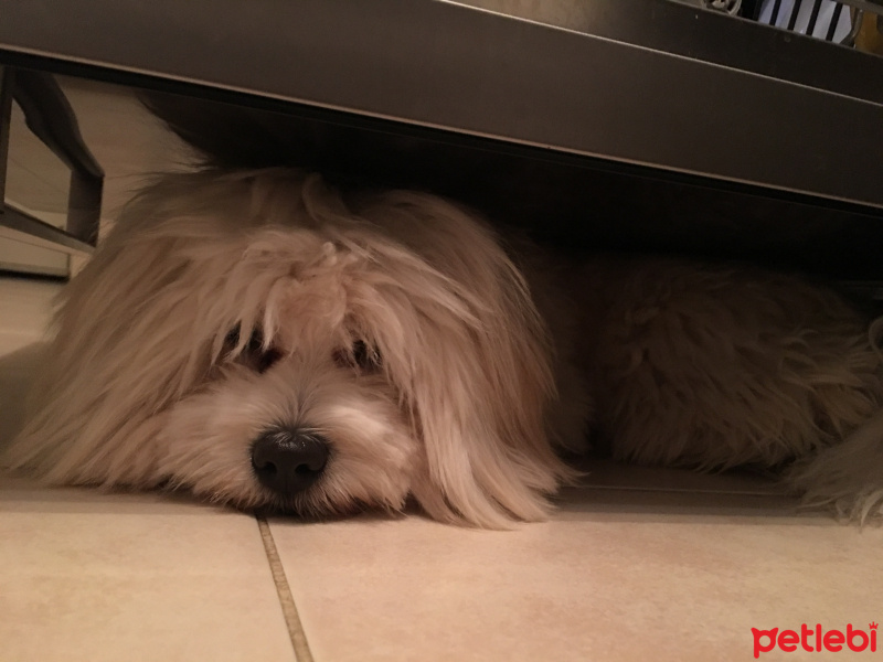 Maltese, Köpek  Sezar fotoğrafı