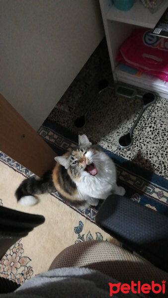 Tekir Kedi, Kedi  Sakız fotoğrafı