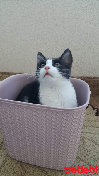 Tuxedo (Smokin) Kedi, Kedi  Minnoş fotoğrafı