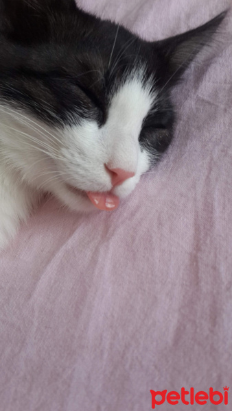 Tuxedo (Smokin) Kedi, Kedi  Minnoş fotoğrafı