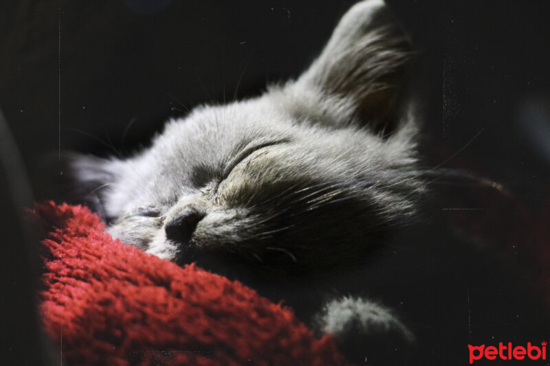 British Shorthair, Kedi  Pati fotoğrafı