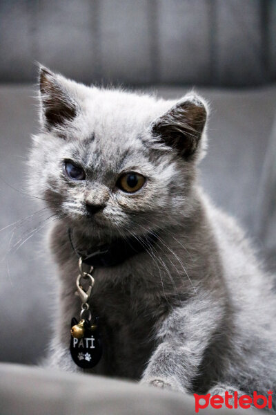 British Shorthair, Kedi  Pati fotoğrafı