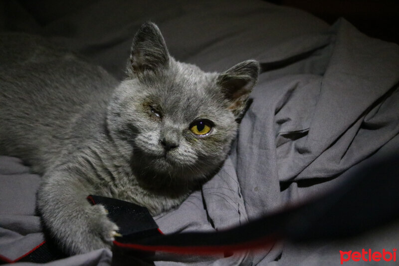 British Shorthair, Kedi  Pati fotoğrafı