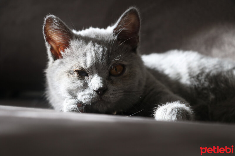 British Shorthair, Kedi  Pati fotoğrafı