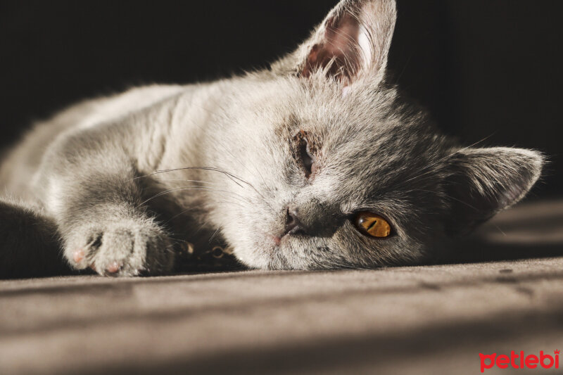 British Shorthair, Kedi  Pati fotoğrafı