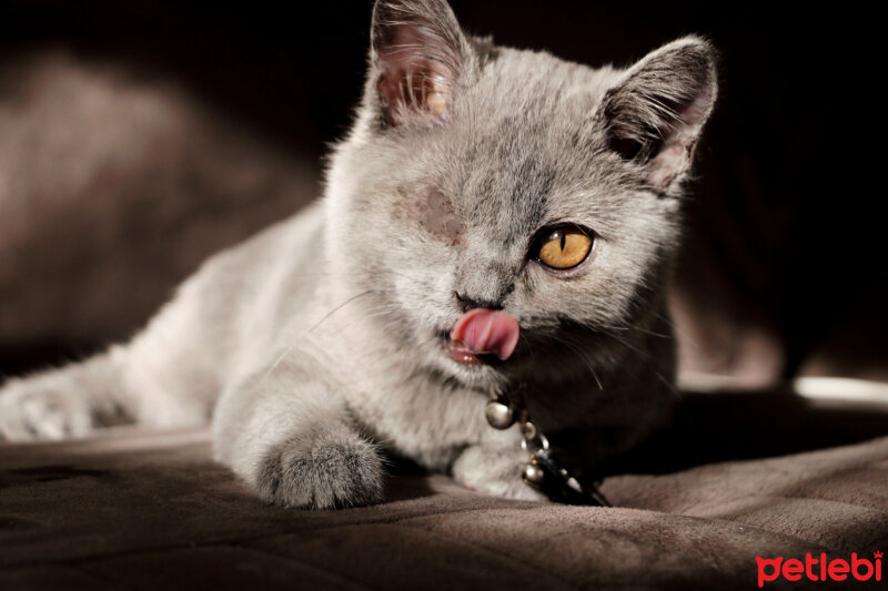 British Shorthair, Kedi  Pati fotoğrafı