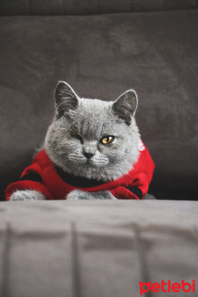 British Shorthair, Kedi  Pati fotoğrafı