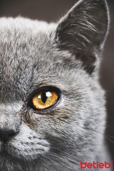 British Shorthair, Kedi  Pati fotoğrafı