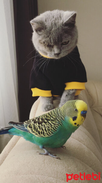 British Shorthair, Kedi  Pati fotoğrafı