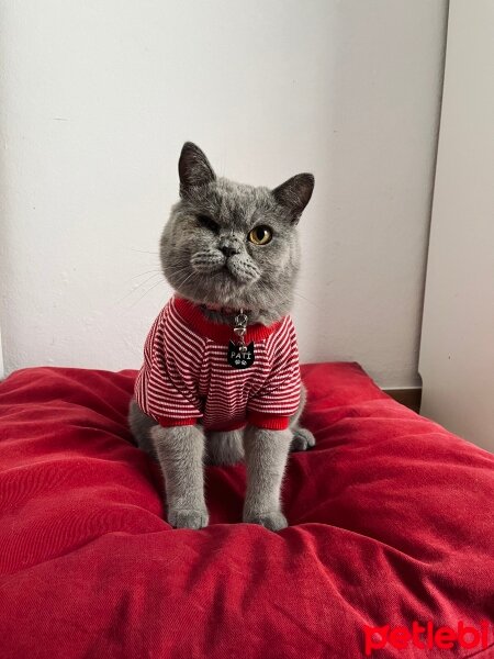 British Shorthair, Kedi  Pati fotoğrafı