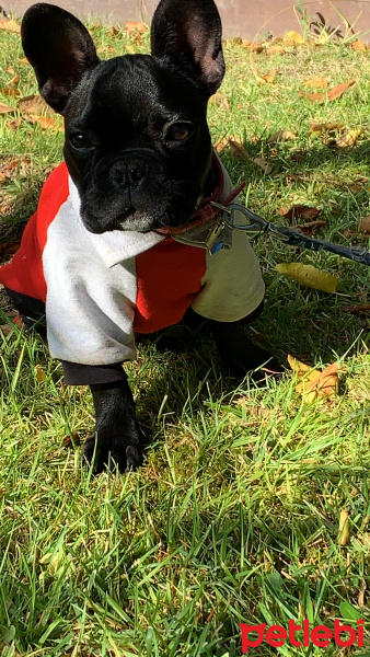 Fransız Bulldog, Köpek  Ena fotoğrafı