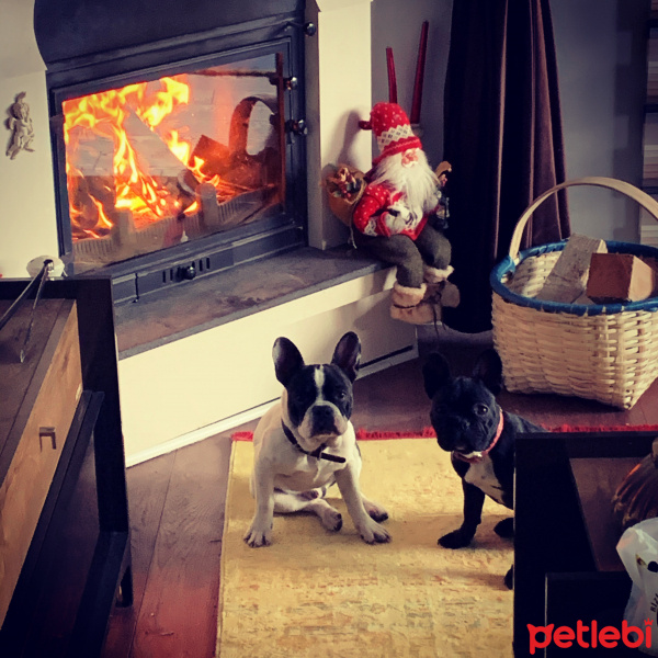 Fransız Bulldog, Köpek  Ena fotoğrafı