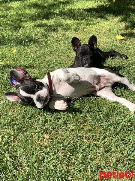 Fransız Bulldog, Köpek  Berry fotoğrafı