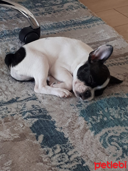 Fransız Bulldog, Köpek  Berry fotoğrafı