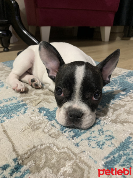 Fransız Bulldog, Köpek  Berry fotoğrafı