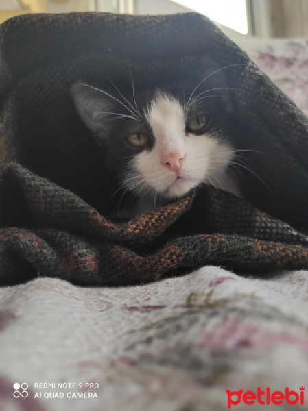 Tuxedo (Smokin) Kedi, Kedi  Çakıl fotoğrafı