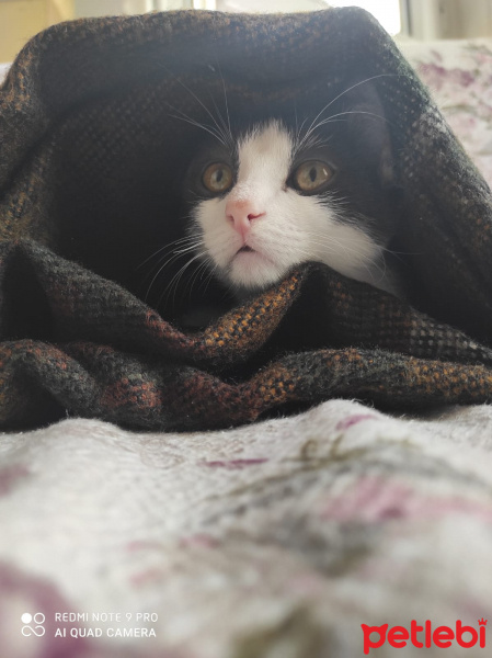 Tuxedo (Smokin) Kedi, Kedi  Çakıl fotoğrafı