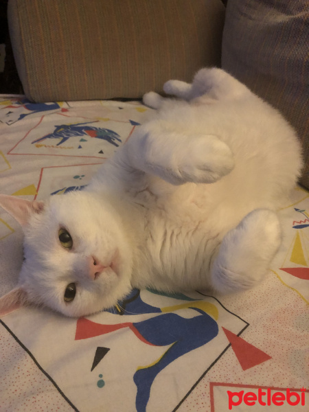 Tekir Kedi, Kedi  Paşa fotoğrafı