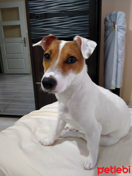Jack Russell Terrier, Köpek  Harly fotoğrafı