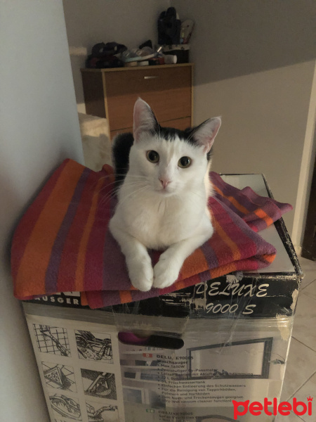 Tekir Kedi, Kedi  Zilli fotoğrafı