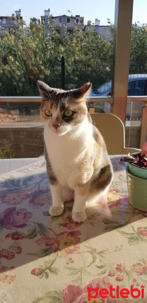 Tekir Kedi, Kedi  Pati fotoğrafı