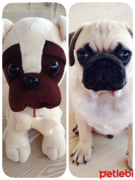 Pug, Köpek  Chivas fotoğrafı