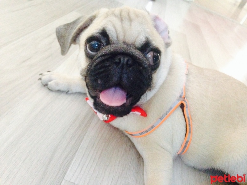 Pug, Köpek  Chivas fotoğrafı