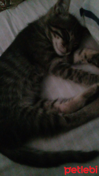 Tekir Kedi, Kedi  Viyola fotoğrafı