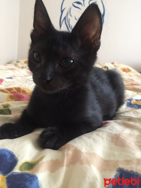 Tekir Kedi, Kedi  Kara fotoğrafı