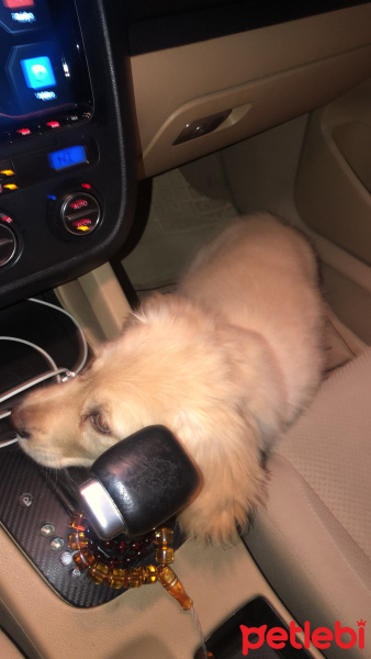 Golden Retriever, Köpek  Mia fotoğrafı