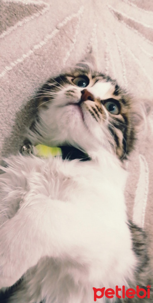 Tekir Kedi, Kedi  Mızmız fotoğrafı