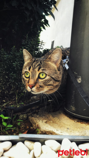 Tekir Kedi, Kedi  John fotoğrafı