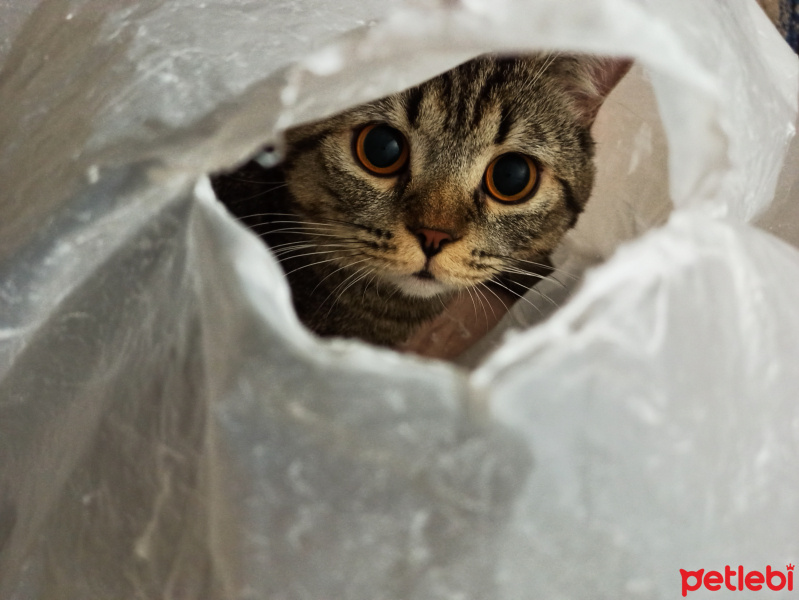 British Shorthair, Kedi  Zeus fotoğrafı