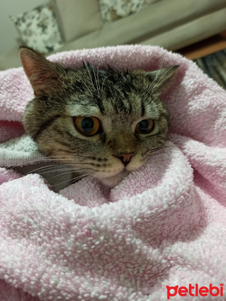 British Shorthair, Kedi  Zeus fotoğrafı