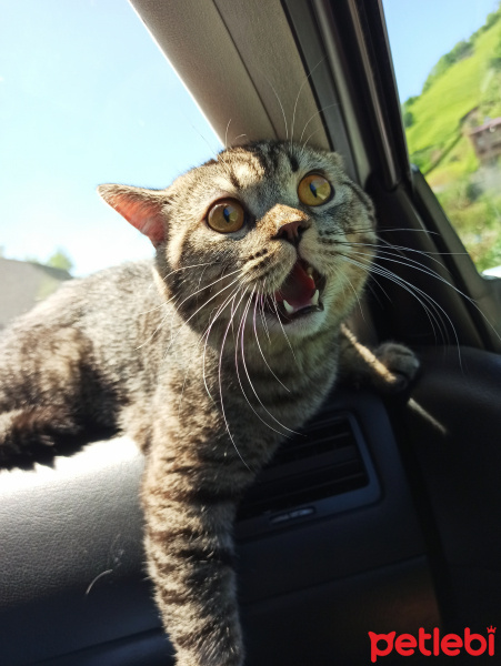 British Shorthair, Kedi  Zeus fotoğrafı