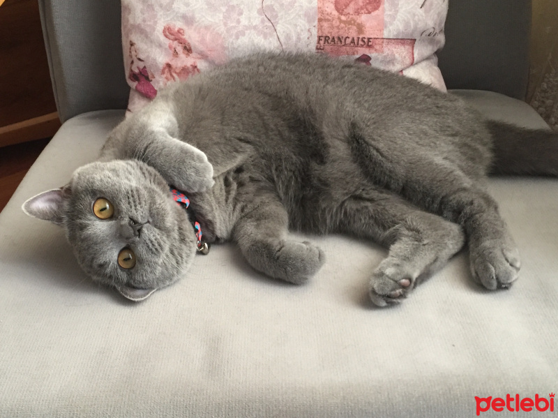 British Shorthair, Kedi  Ponçik fotoğrafı