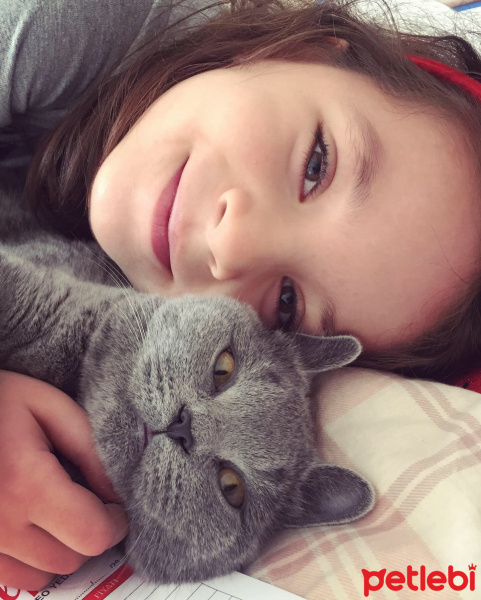 British Shorthair, Kedi  Ponçik fotoğrafı
