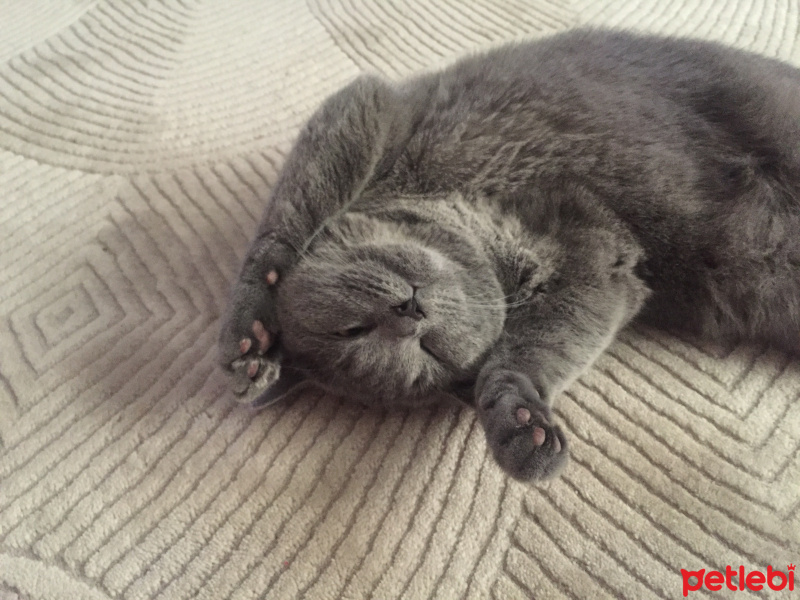 British Shorthair, Kedi  Ponçik fotoğrafı
