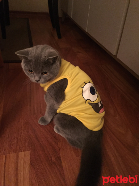 British Shorthair, Kedi  Ponçik fotoğrafı