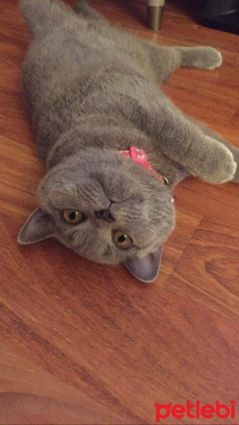 British Shorthair, Kedi  Ponçik fotoğrafı