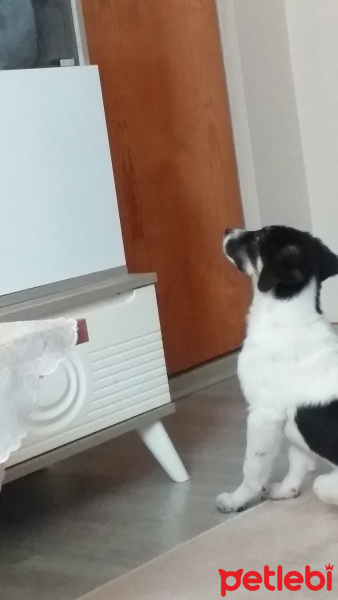 Sokö (Sokak Köpeği), Köpek  Bella fotoğrafı