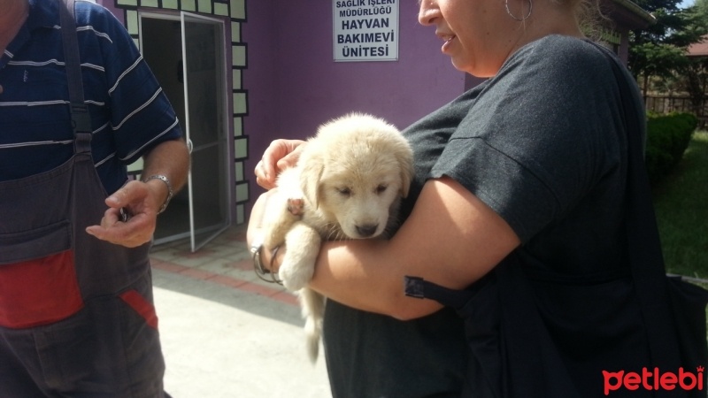 Golden Retriever, Köpek  maya fotoğrafı