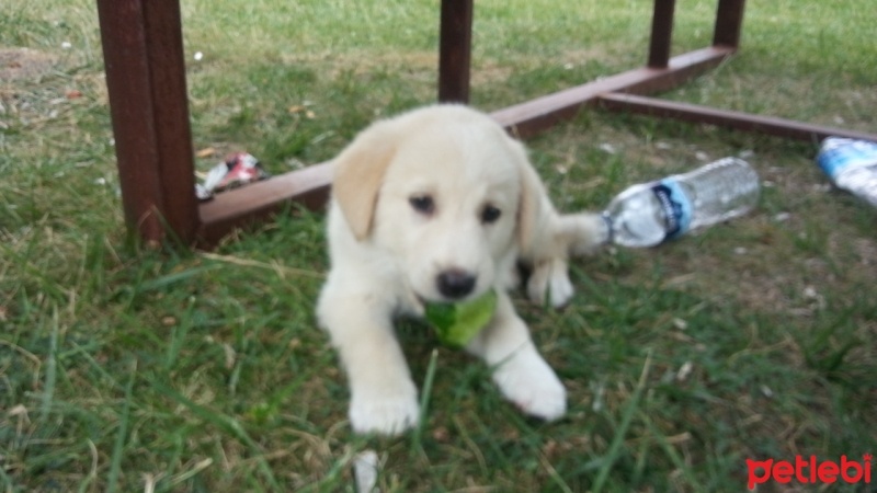 Golden Retriever, Köpek  maya fotoğrafı