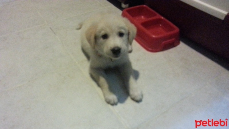 Golden Retriever, Köpek  maya fotoğrafı