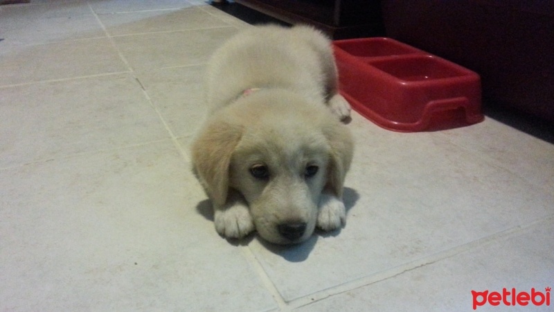 Golden Retriever, Köpek  maya fotoğrafı