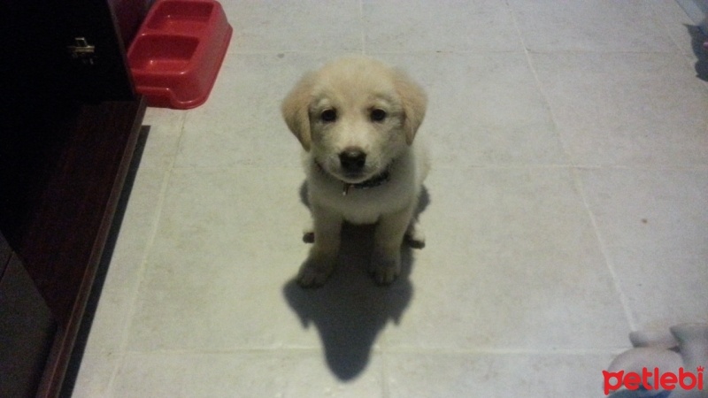 Golden Retriever, Köpek  maya fotoğrafı