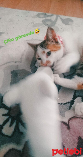 Tekir Kedi, Kedi  Çiko fotoğrafı